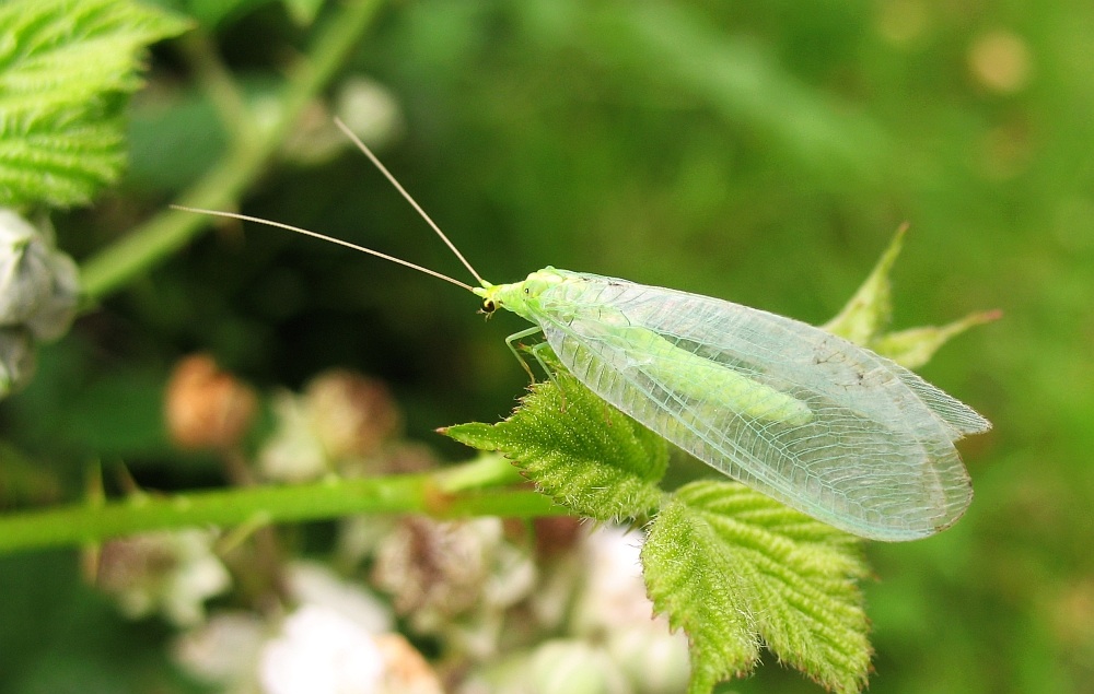 "Green Lacewing" by nutmeg66. CC BY-NC-ND 2.0: https://secure.flickr.com/photos/rachel_s/2234360877/in/photostream/