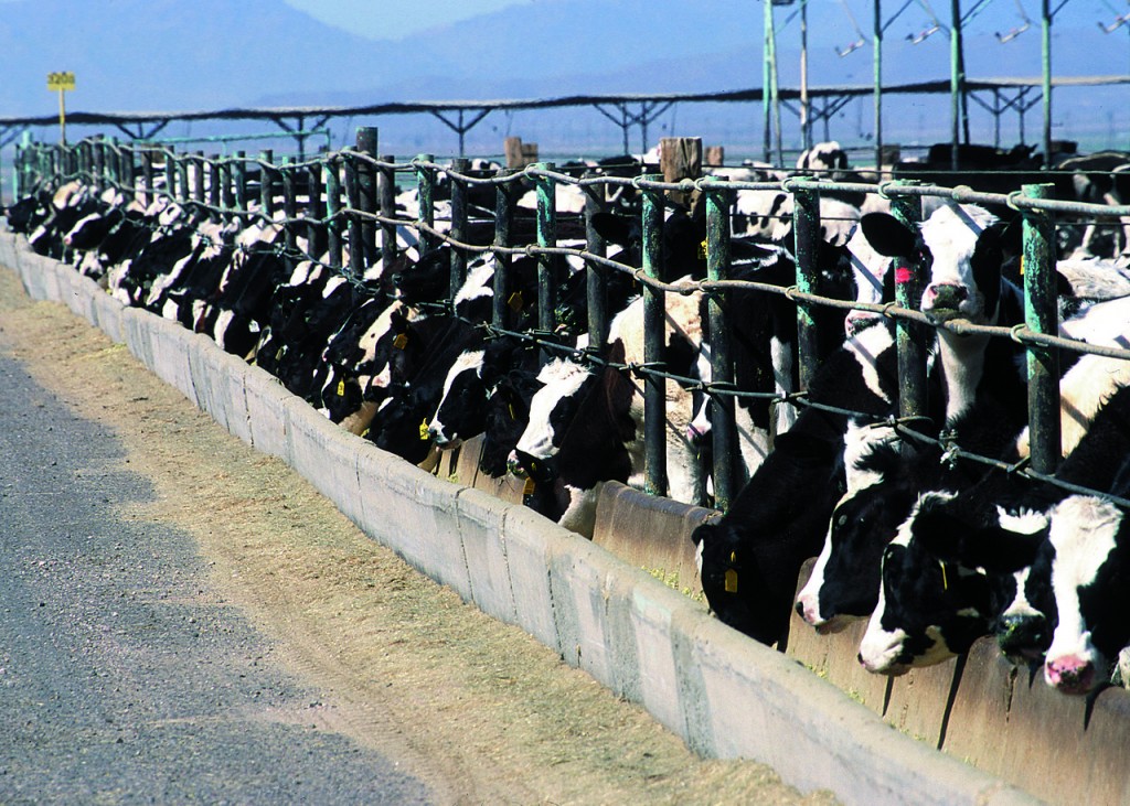 Cattle in a feedlot. Photo from the public domain: http://www.epa.gov/region7/water/cafo/