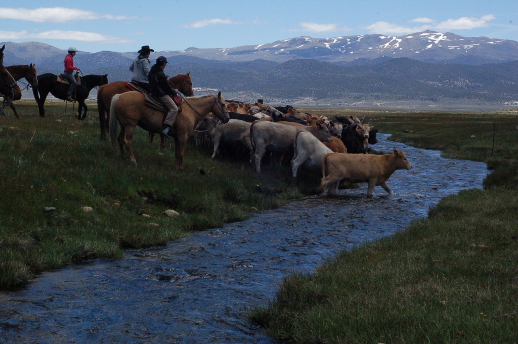 "50kings Cattle Ranching" by inACtion. CC BY-NC-ND 2.0: http://www.flickr.com/photos/inaction/5779137357/