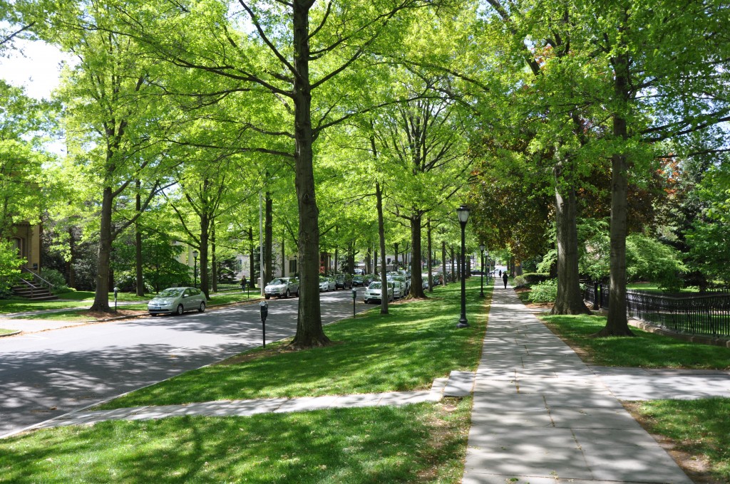 Street trees, like these on Hillhouse Avenue, may play a part in crime reduction in New Haven, Connecticut. Photo credit: Greg Nielsen.