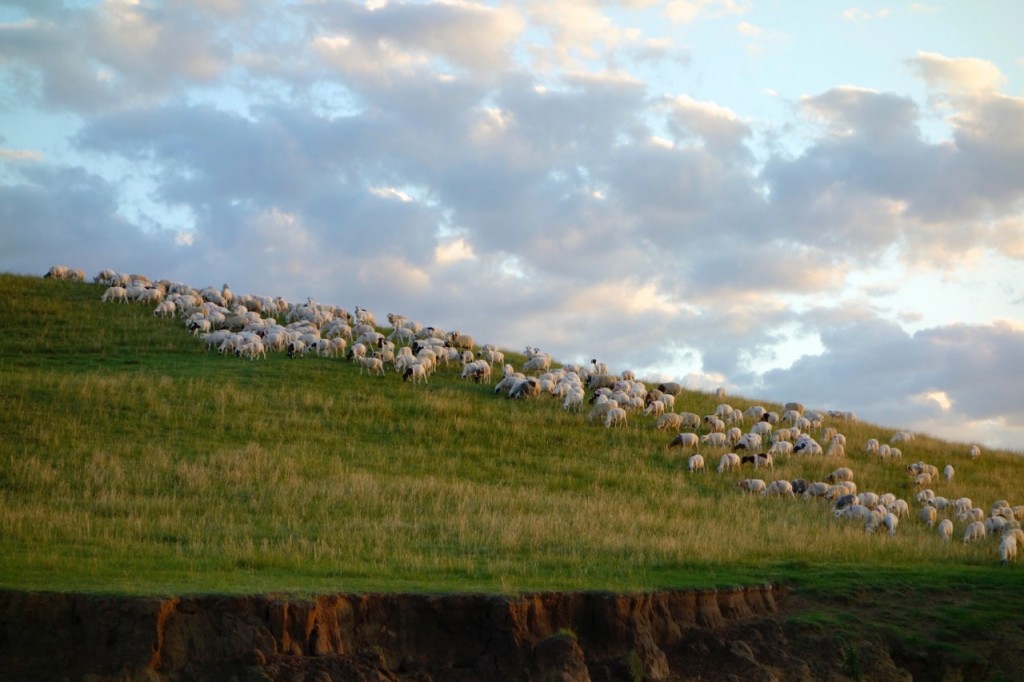 Sheep and goats grazing on a hill near my research plots.