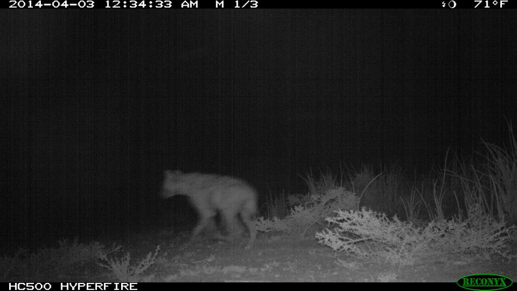ACK's camera traps capture a picture of a hyena visiting a boma at night. Photo courtesy of the author.
