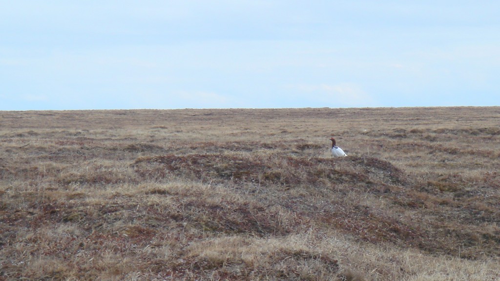 A Ptarmigan on the tundra. Photo courtesy of the author.